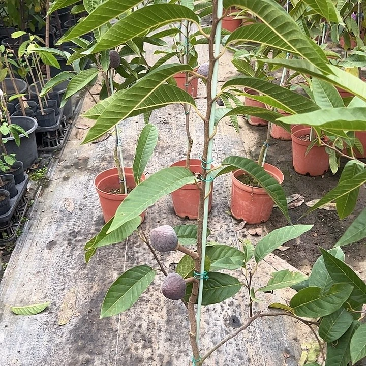 非***斯天使2578335664444333