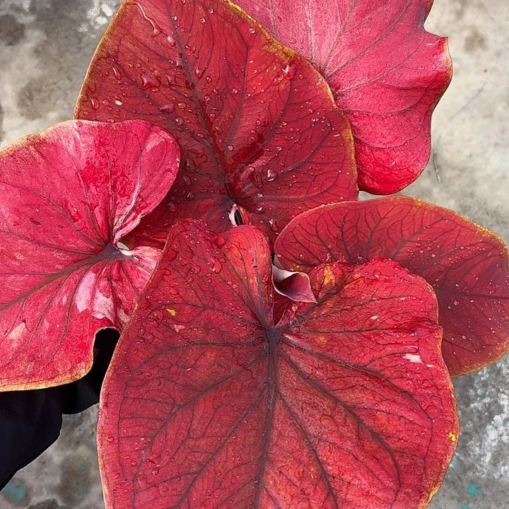 52-0220彩叶芋广东现货