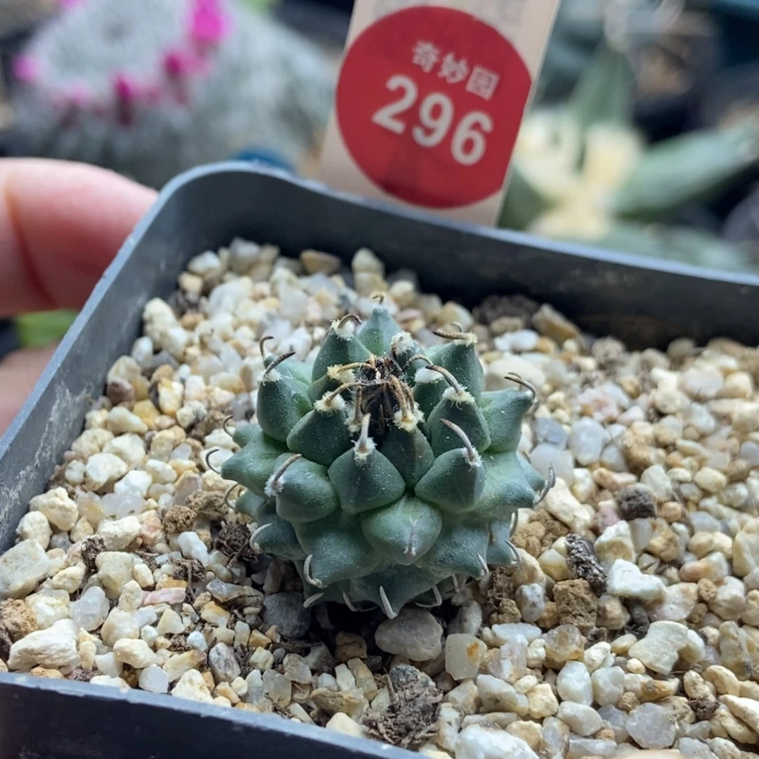 实生安德森娇丽2.6cm
