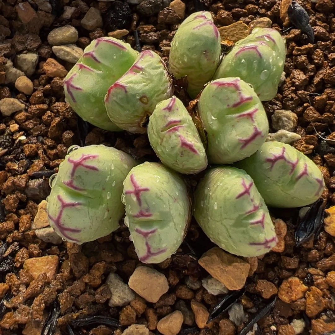 152多肉植物种类和