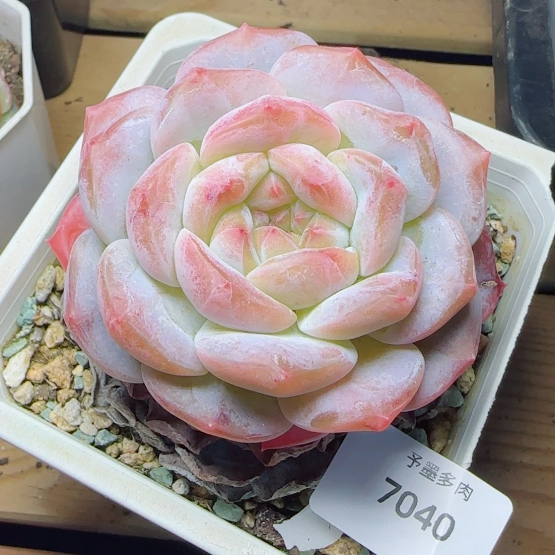 母本冰魄，7040多肉植物