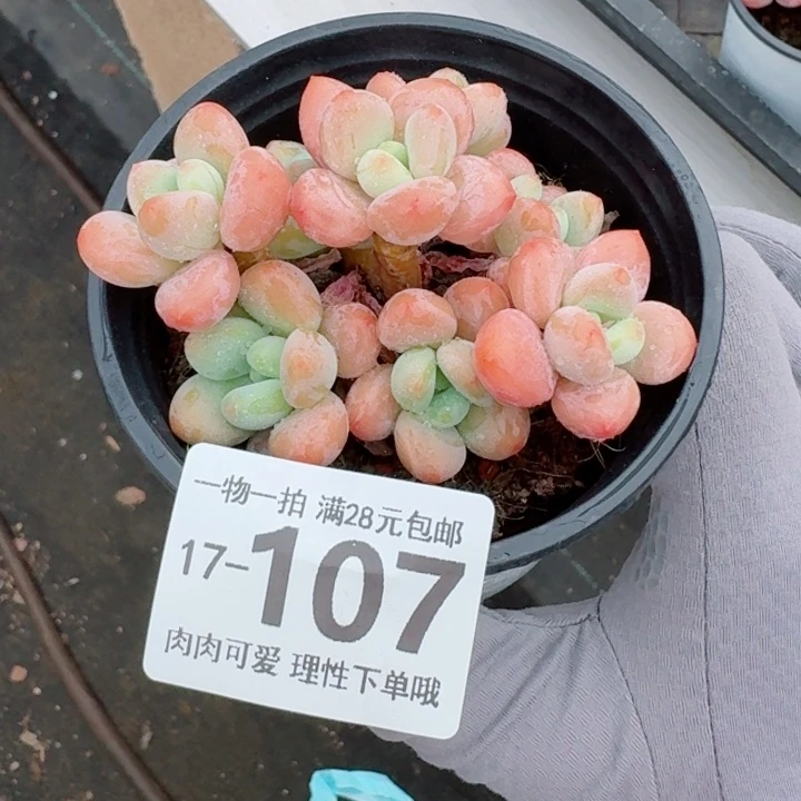 煜***煜桔子洛神无盆土发货多肉多