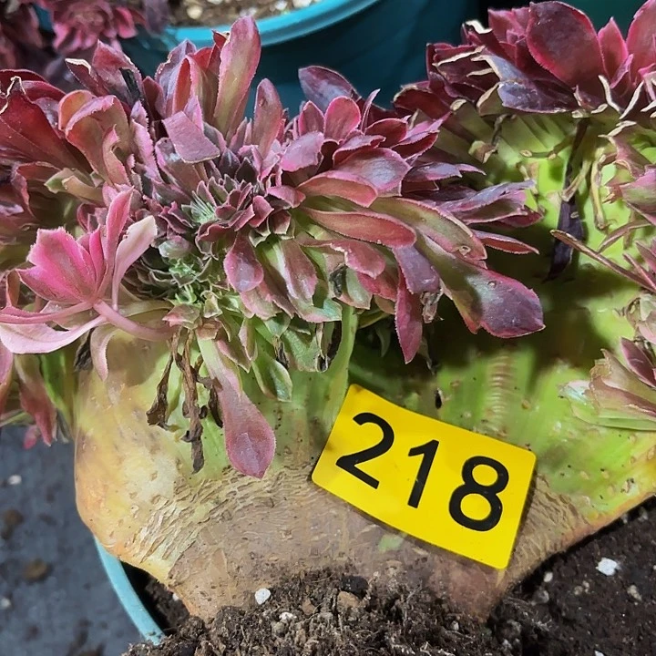 多肉植物福利218