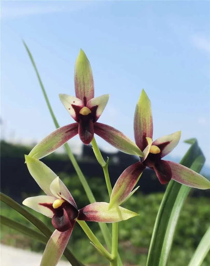 赤诚-建兰组培苗-硬化8个月-连体3苗-人工养殖