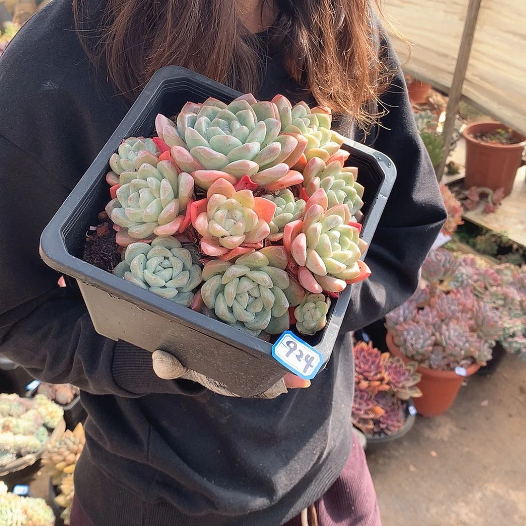 924冰玉 一物一拍多肉