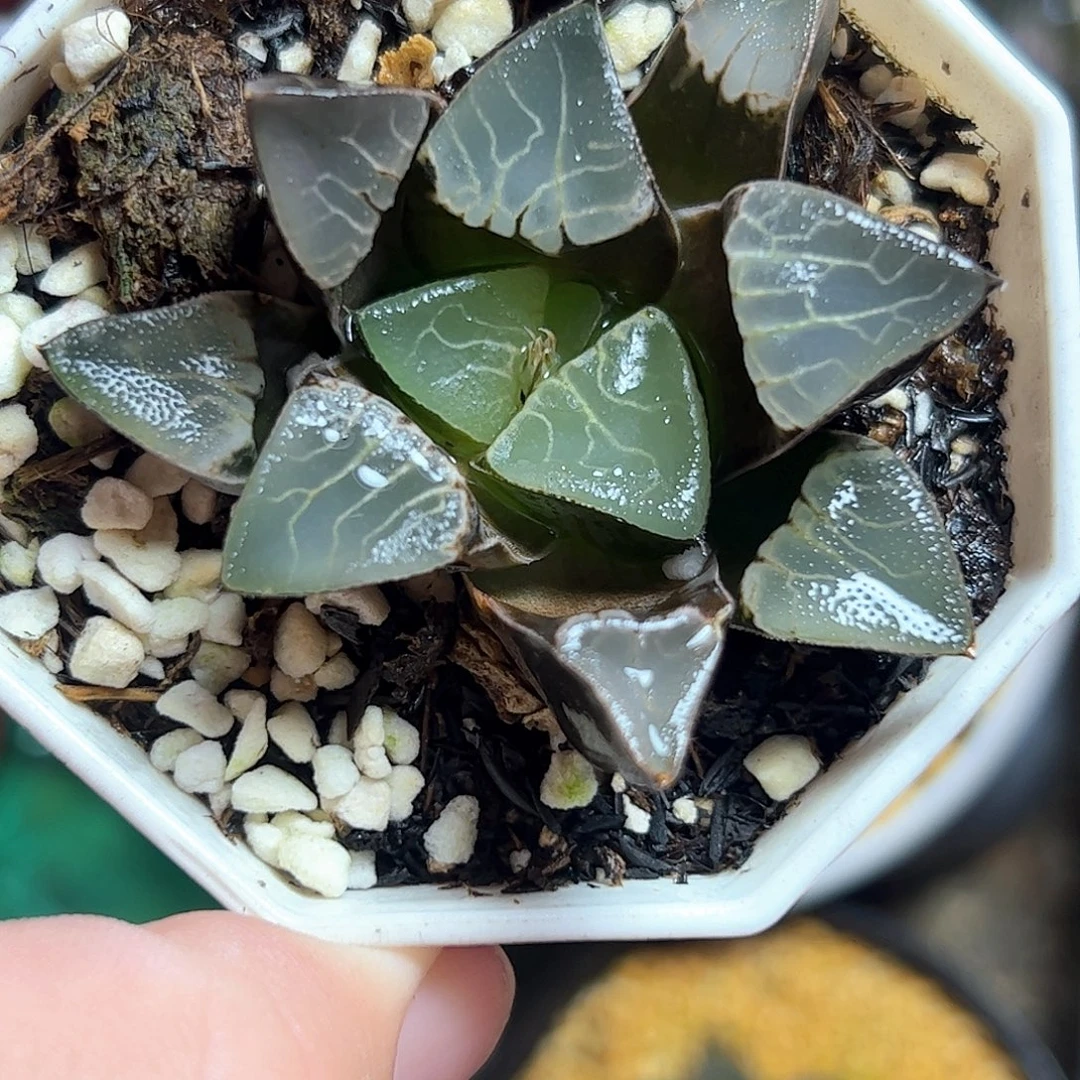 实生克十二卷多肉