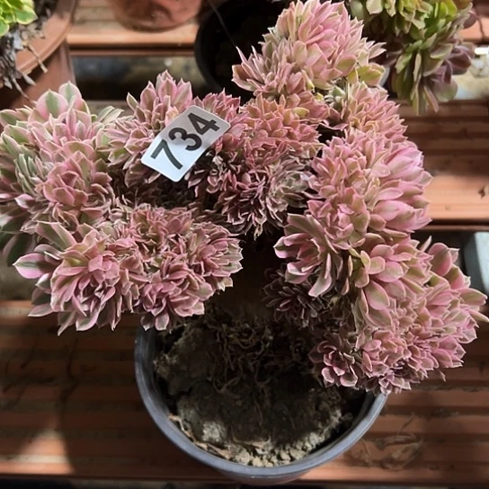 刘***姐一颗多肉木法师植物 734