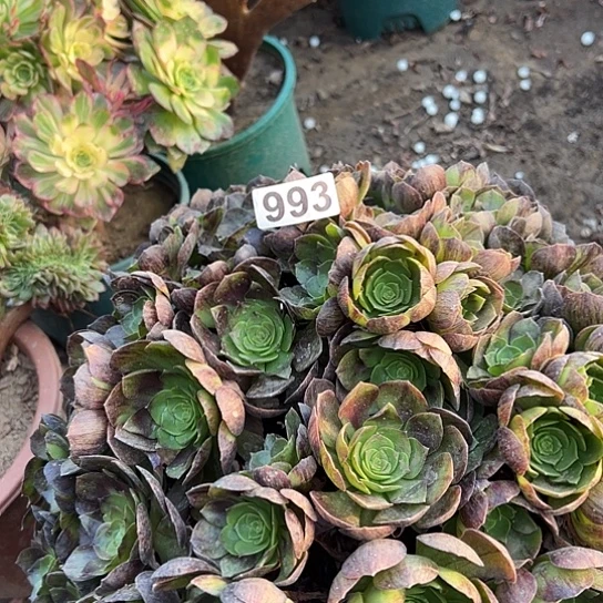 越***物多肉植物一个撕拉碗993