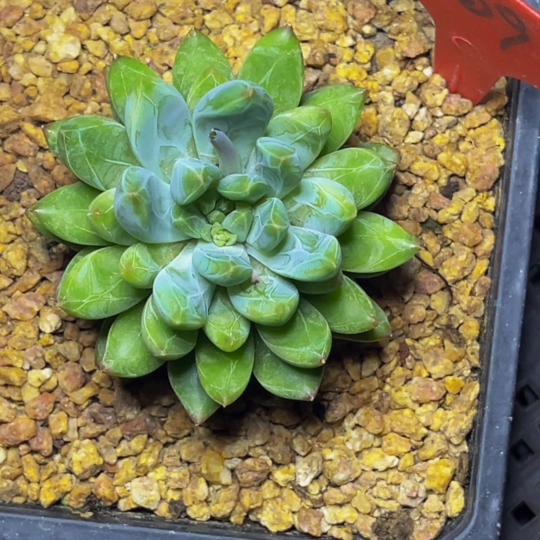 2309号晚上多肉植物群生多肉