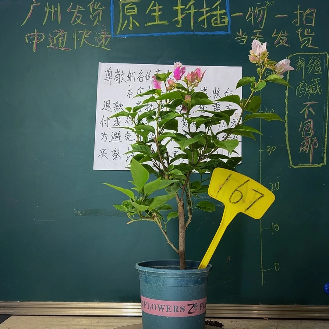 当前无花栽培后可以开花漳红樱 167