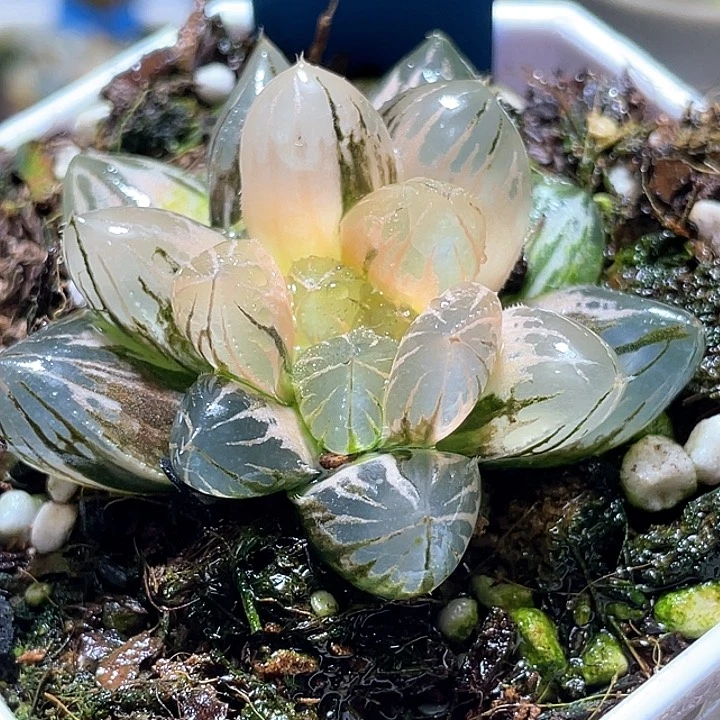 735霓虹灯锦一物一拍