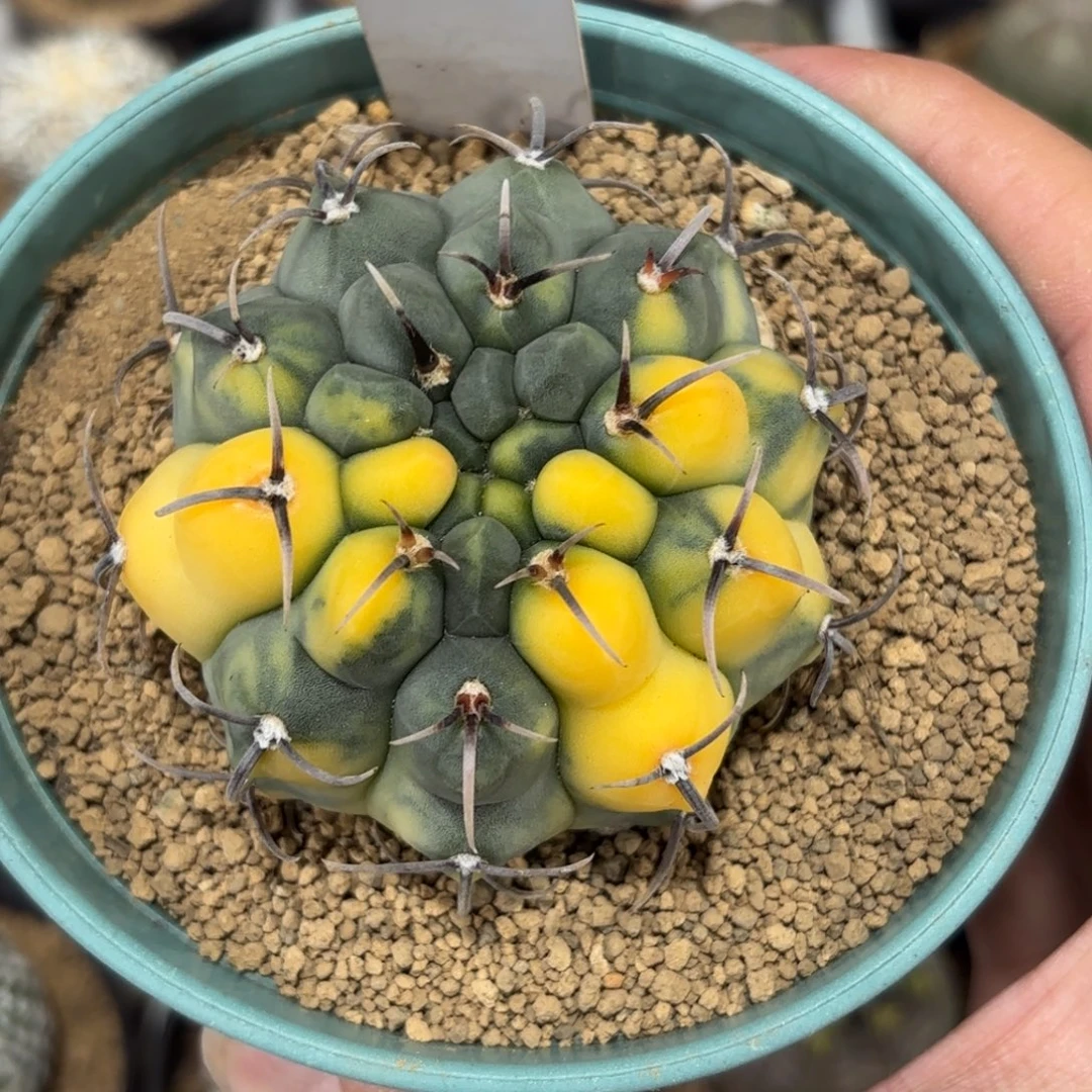 437实生三本刺锦带盆带土发货