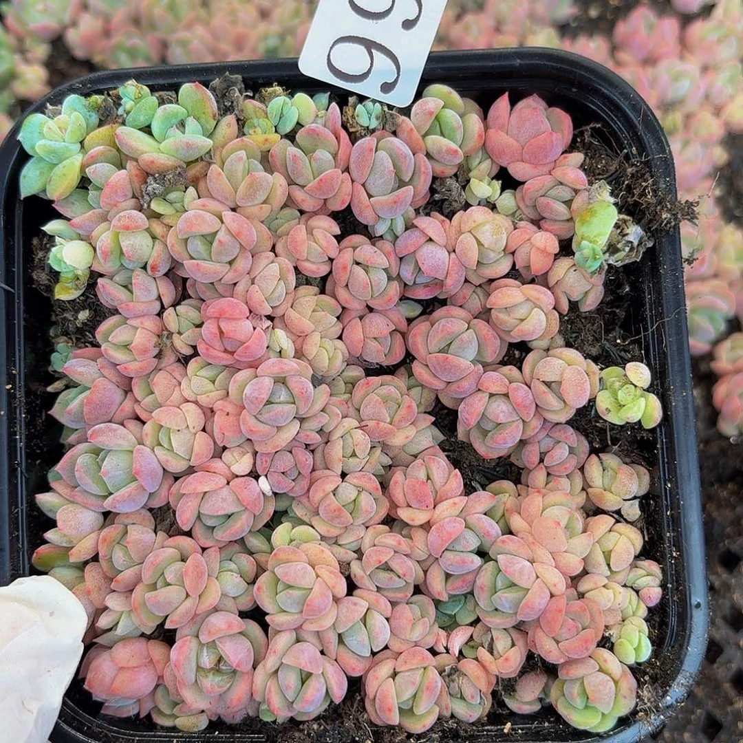 多肉植物多肉植物999