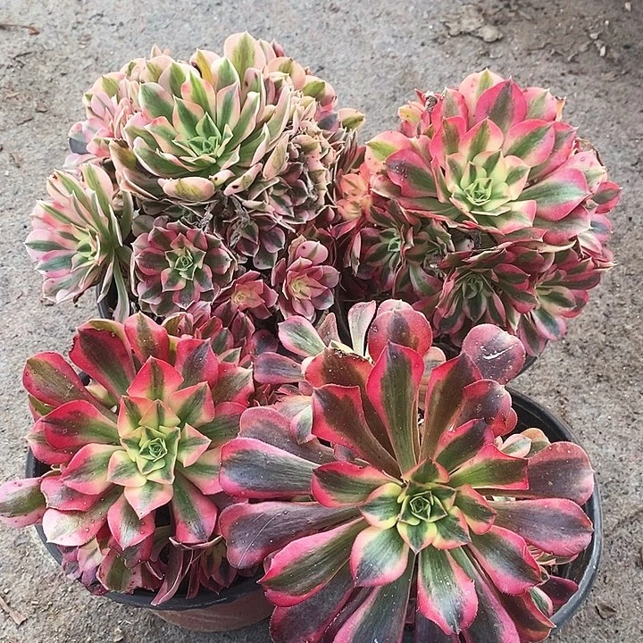 0472 四颗法师多肉