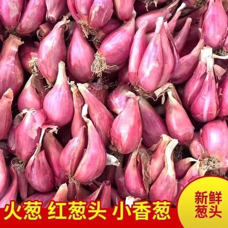 今年新葱四川农家红葱头新鲜火葱香葱熬油干葱商用食用葱种植葱