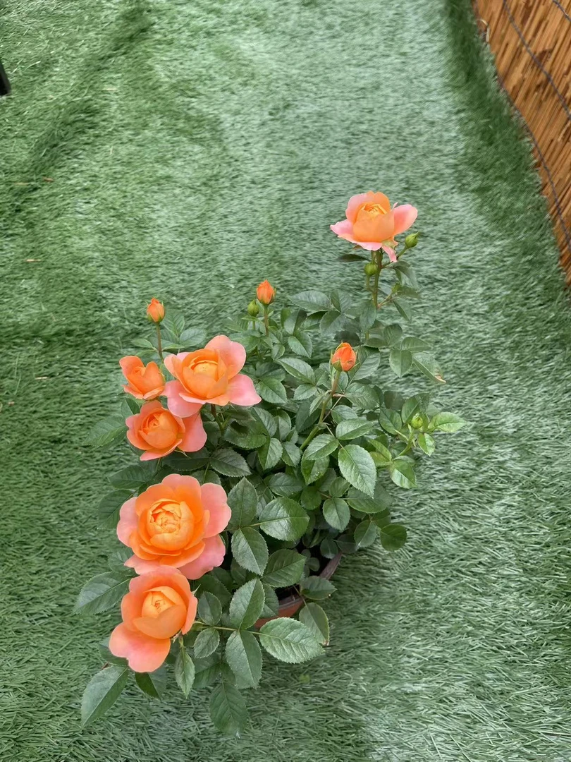 稀有浓香型玫瑰花盆栽花卉绿植适合室内外阳台种植四季开花