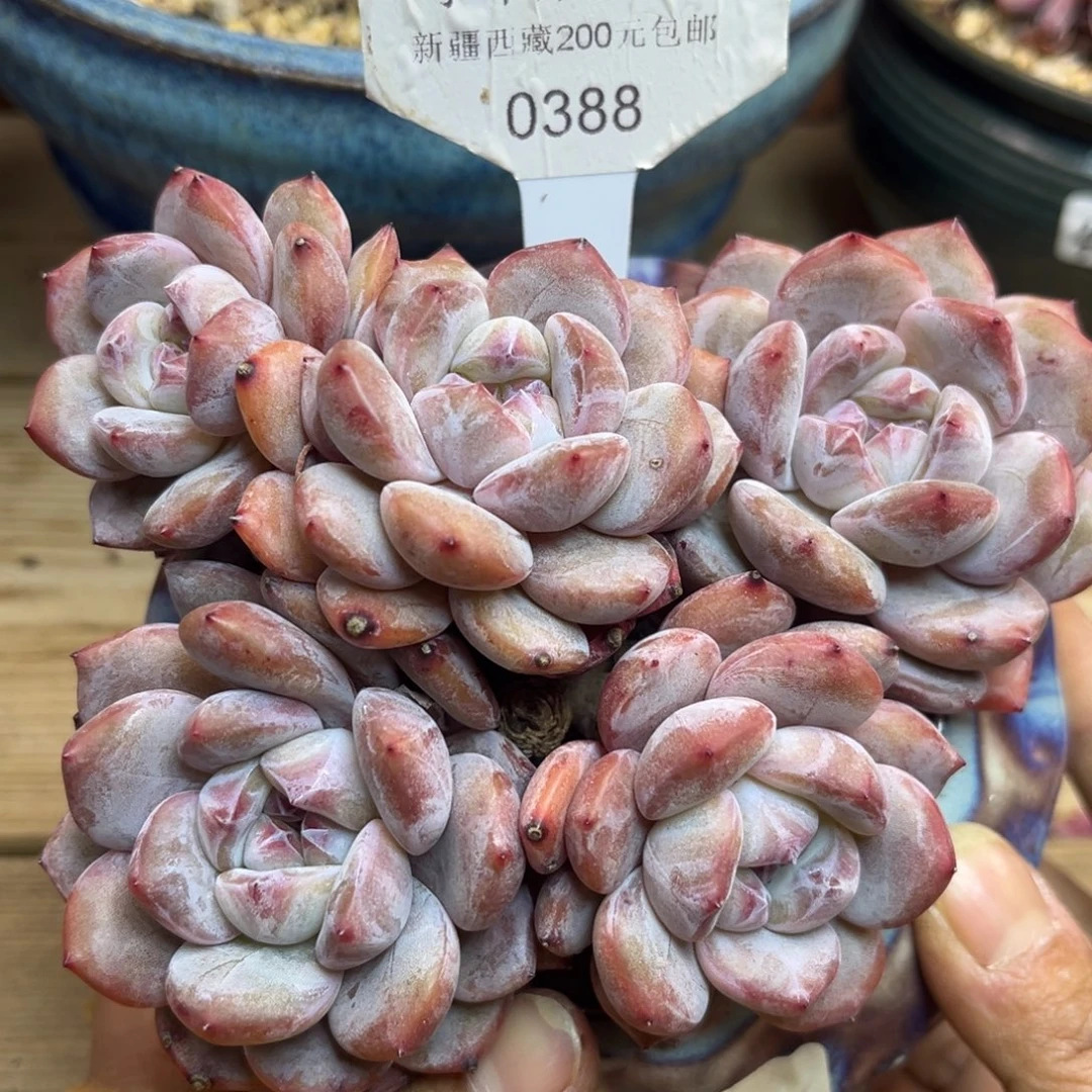 绿底紫心388/13cm头