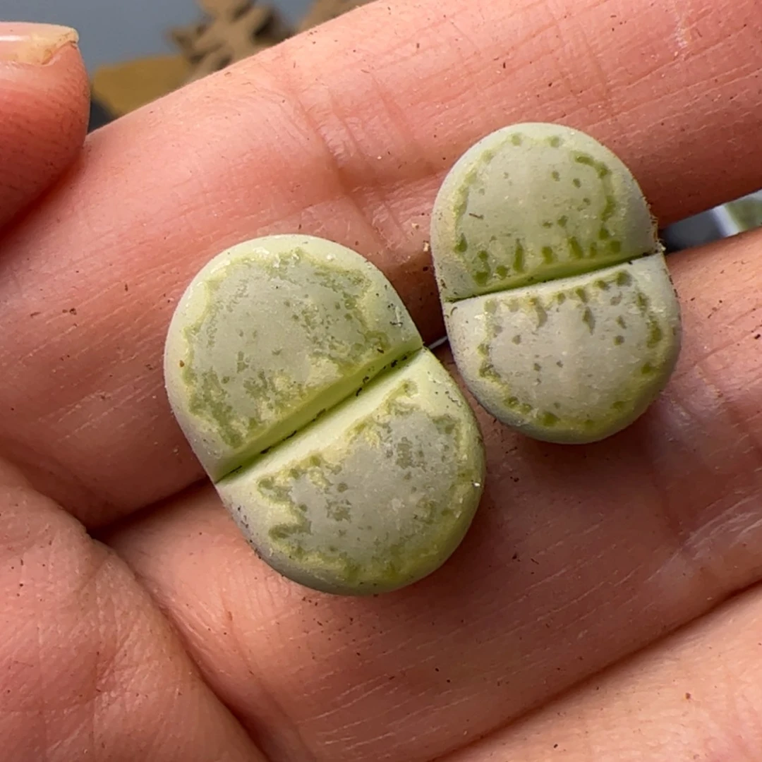 【闪购商品】00000016