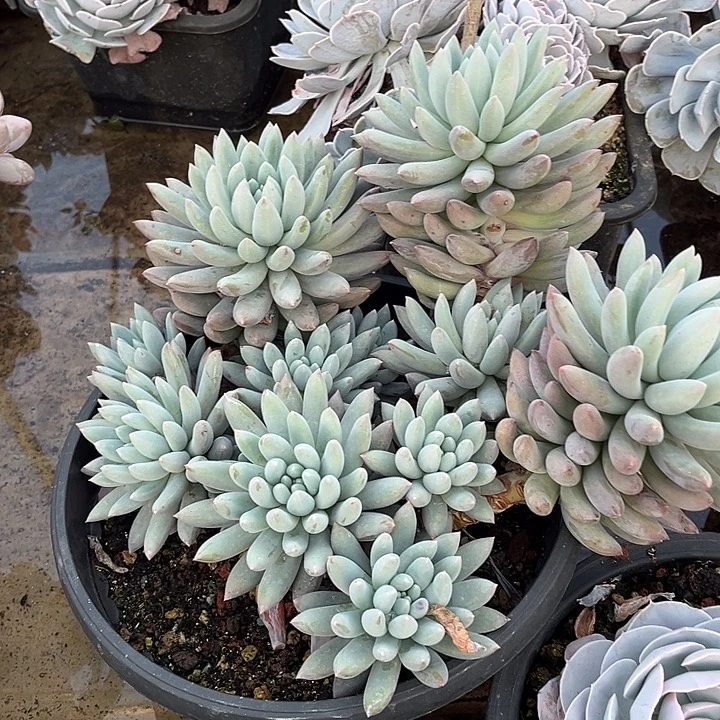 完全开放所罗门大群官服30