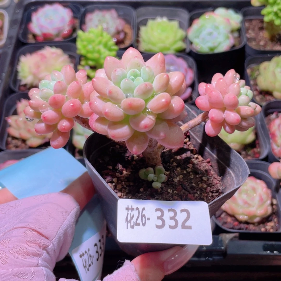 花利美26-332洛可可
