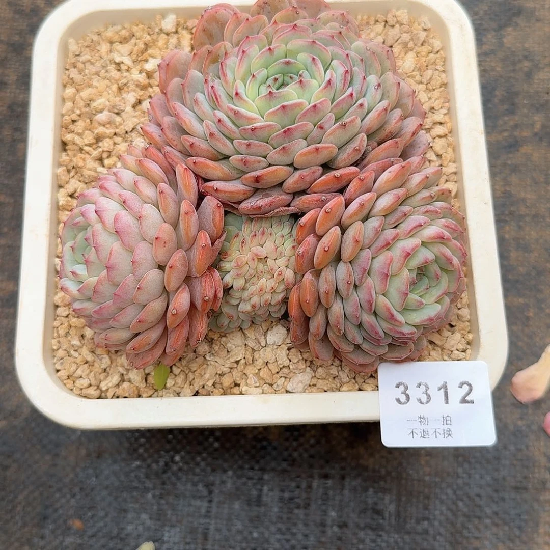 8****S3312号白胖子多肉