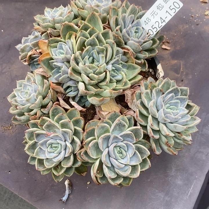 夏悦多肉0524-150暗夜女王