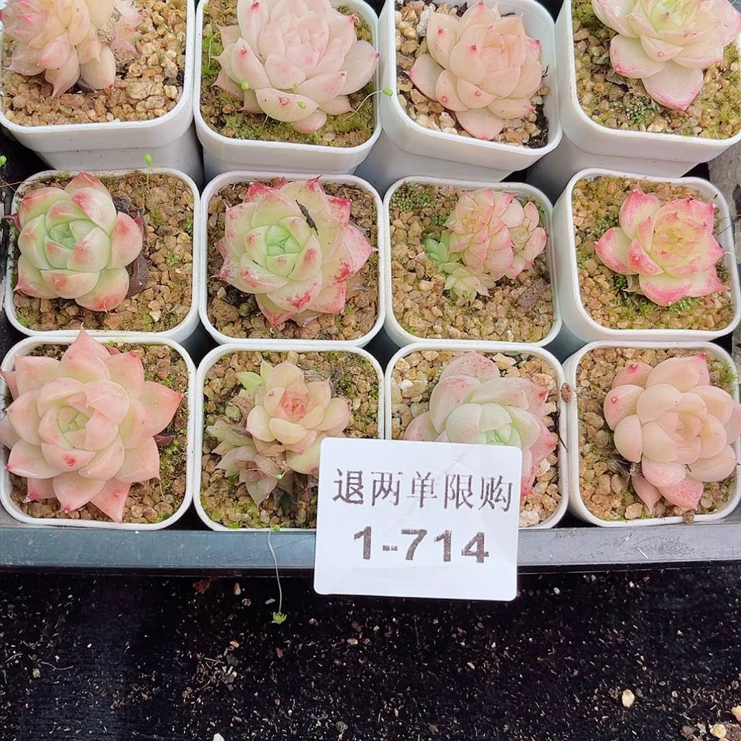 1-714 新疆西藏内蒙不发零度以下拍保温箱不拍不包损