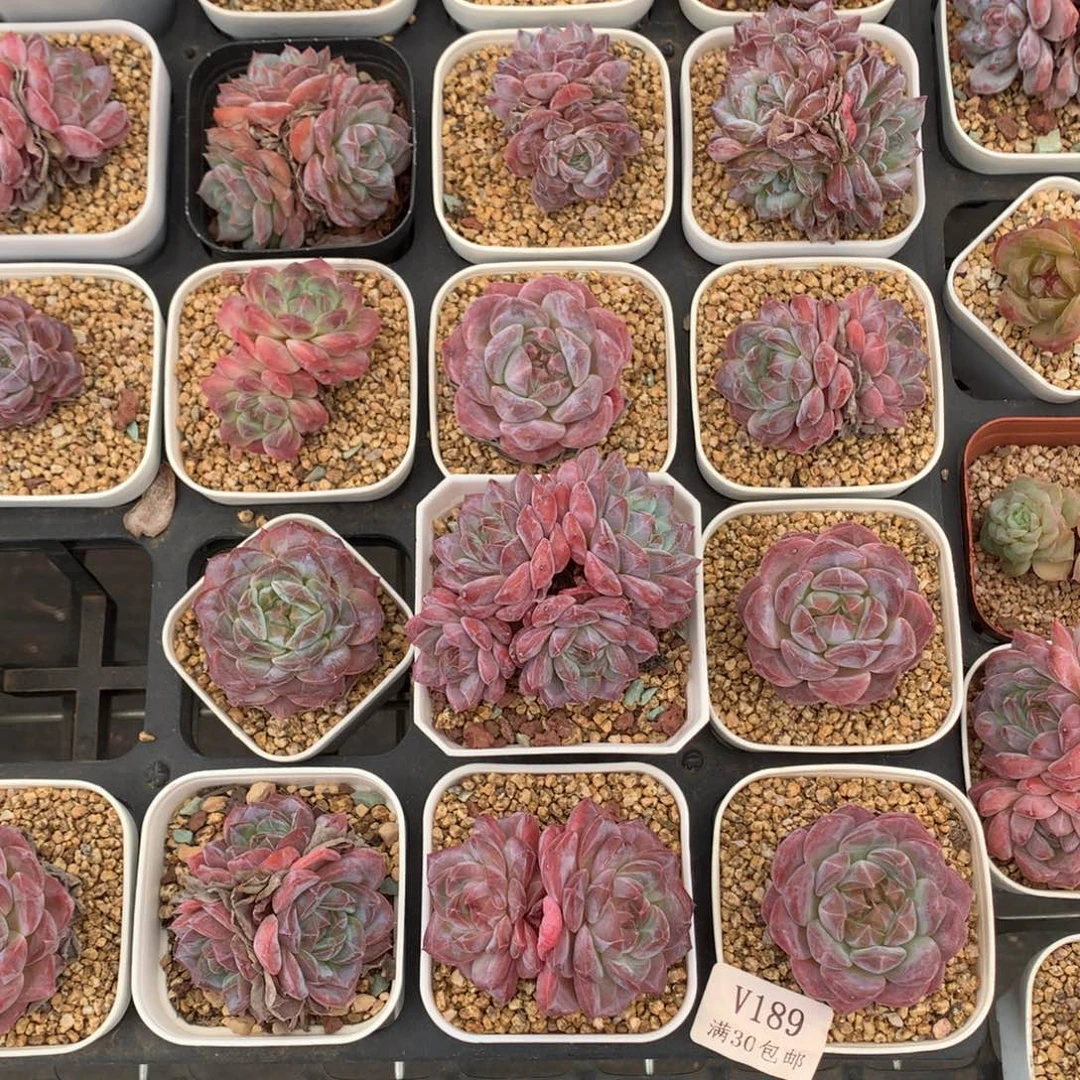 趣****发货发货发货发货。