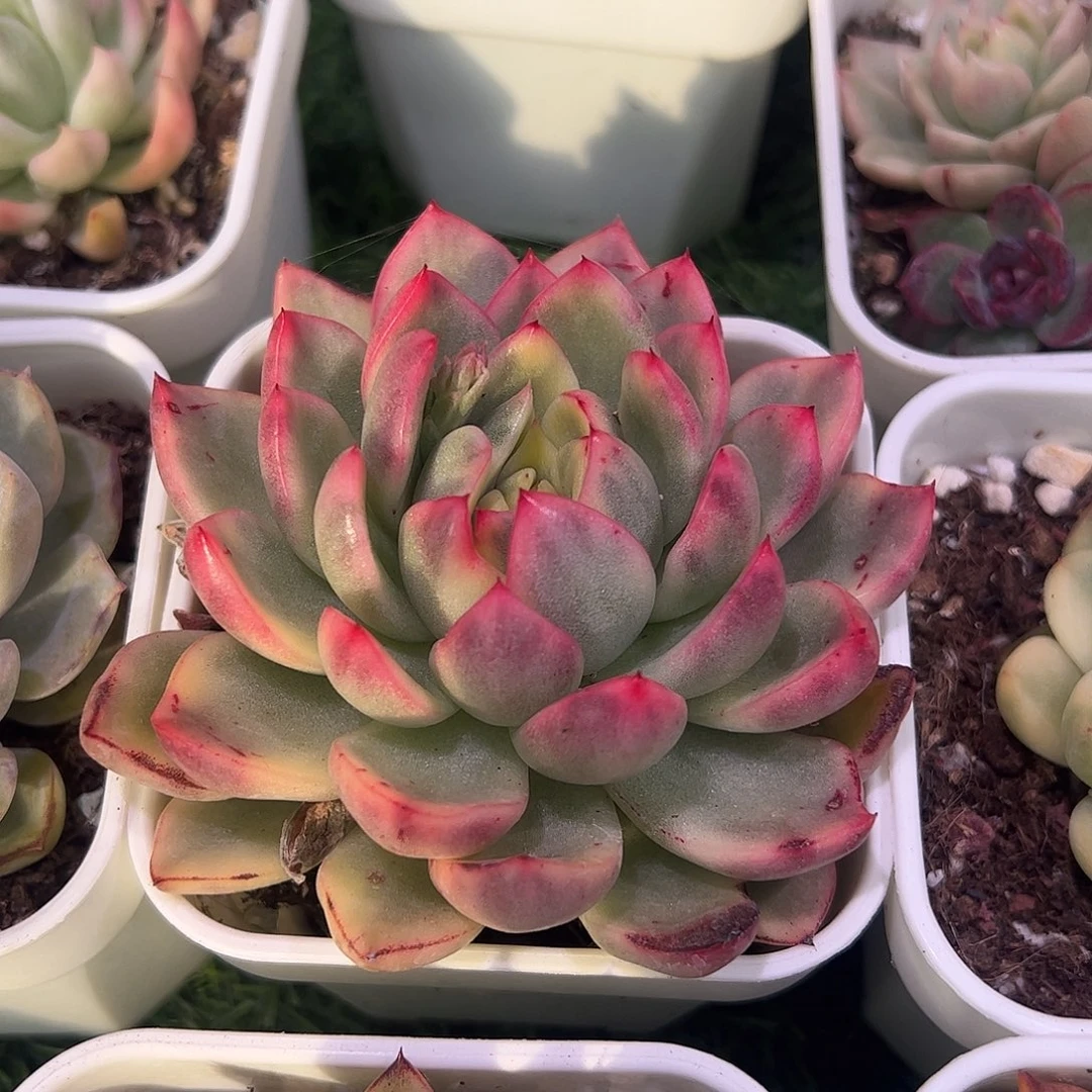 多肉植物多肉植物