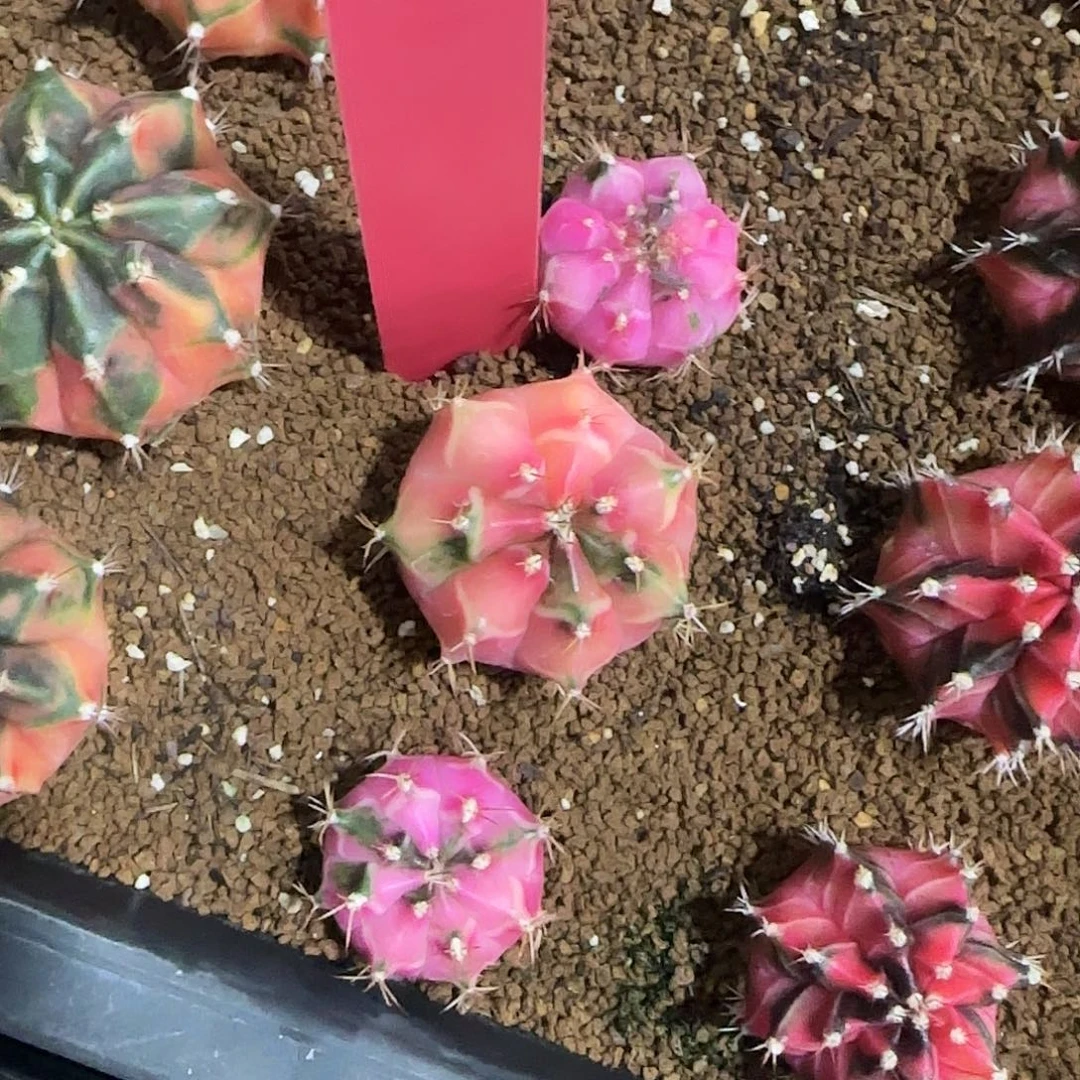 L804-0104泰国发货 娃娃脸