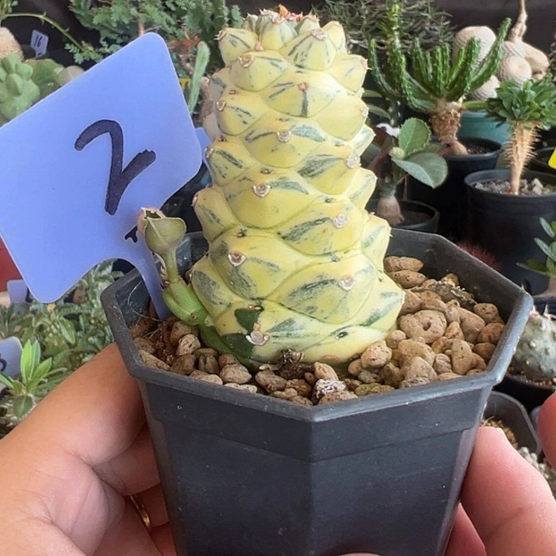 将军阁白锦带盆111111111