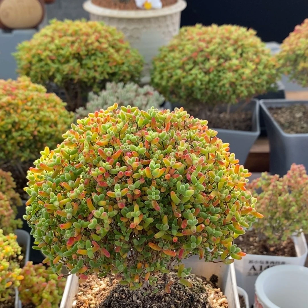 蜜橘糖球1398枝干番杏