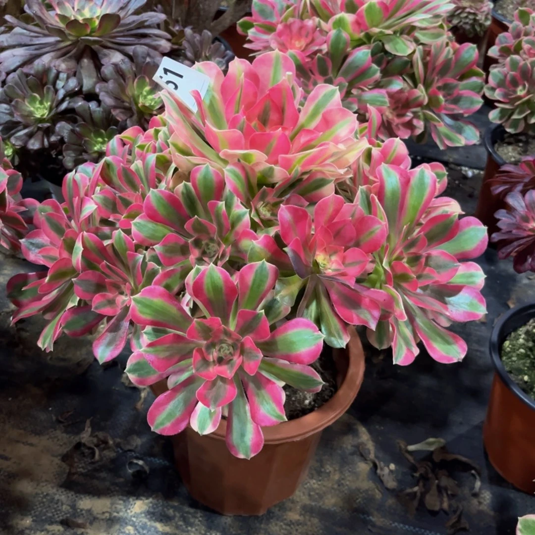 多肉植物粉女巫051多肉