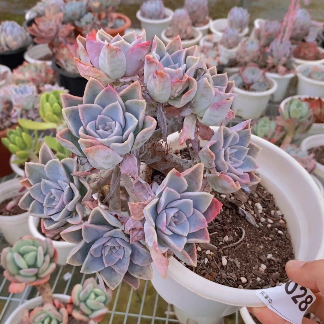 028哈利沃森一物一拍