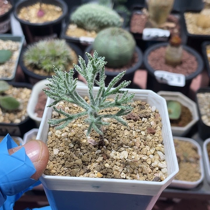 757将军番雾冰玉块根