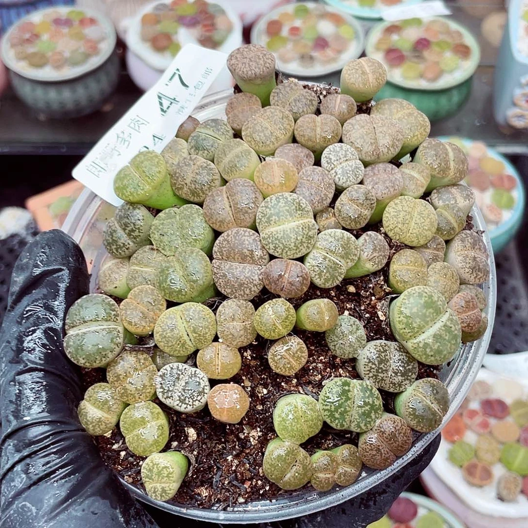 生石花18包邮0924-47
