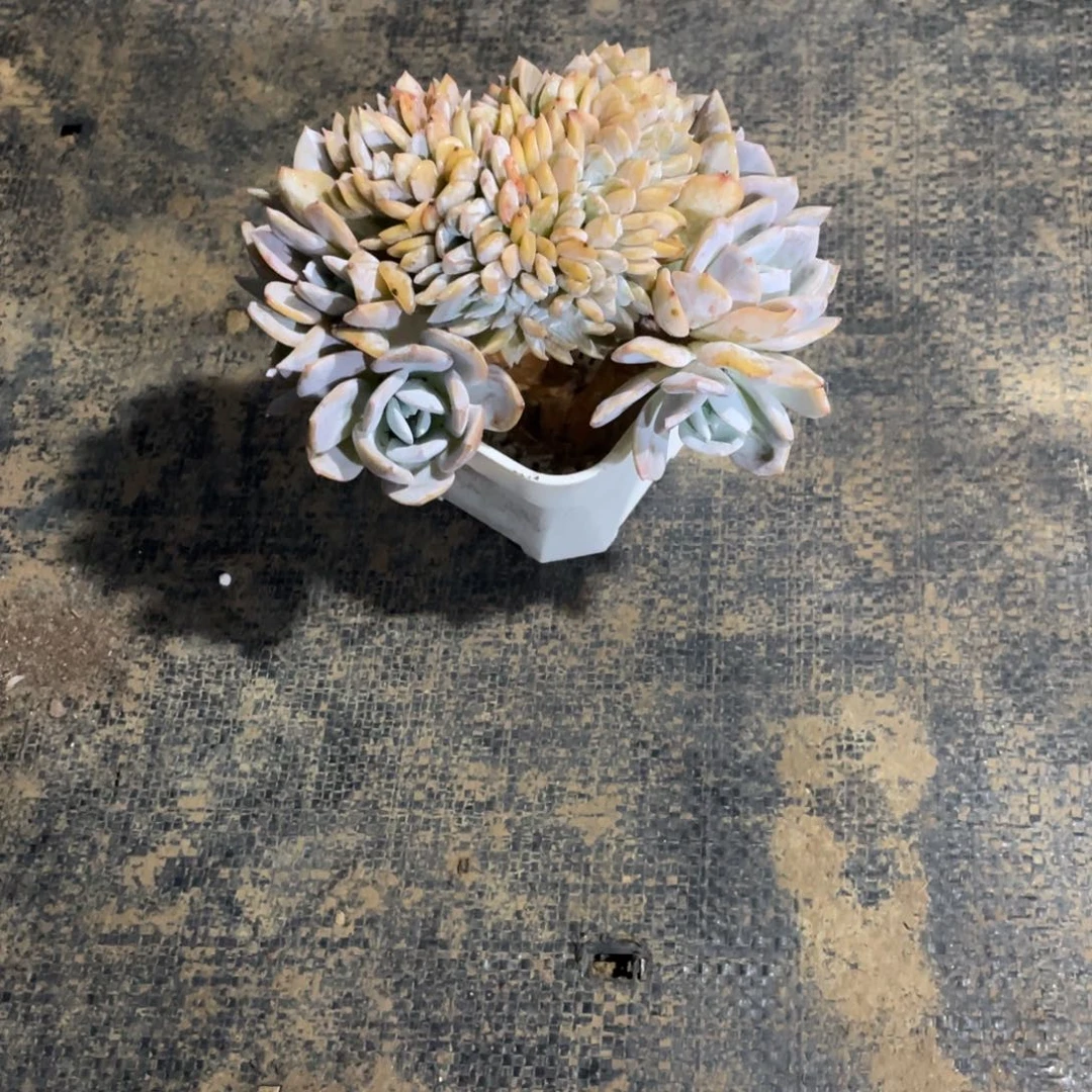 芸****一物一拍中通快递