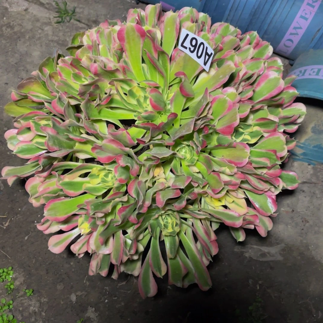 白凤法师16///4包邮