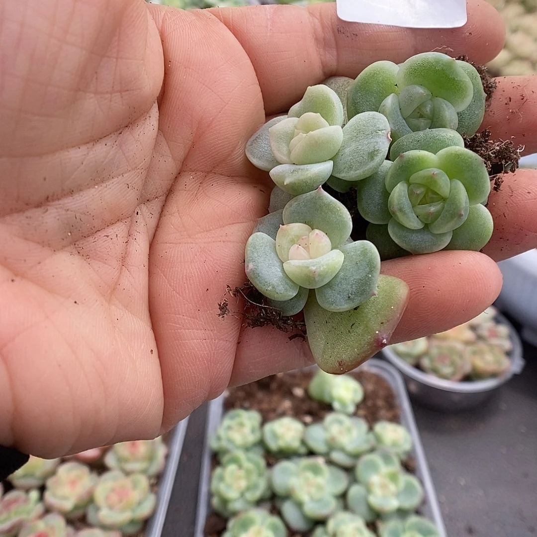 一物一拍一物一拍911-245