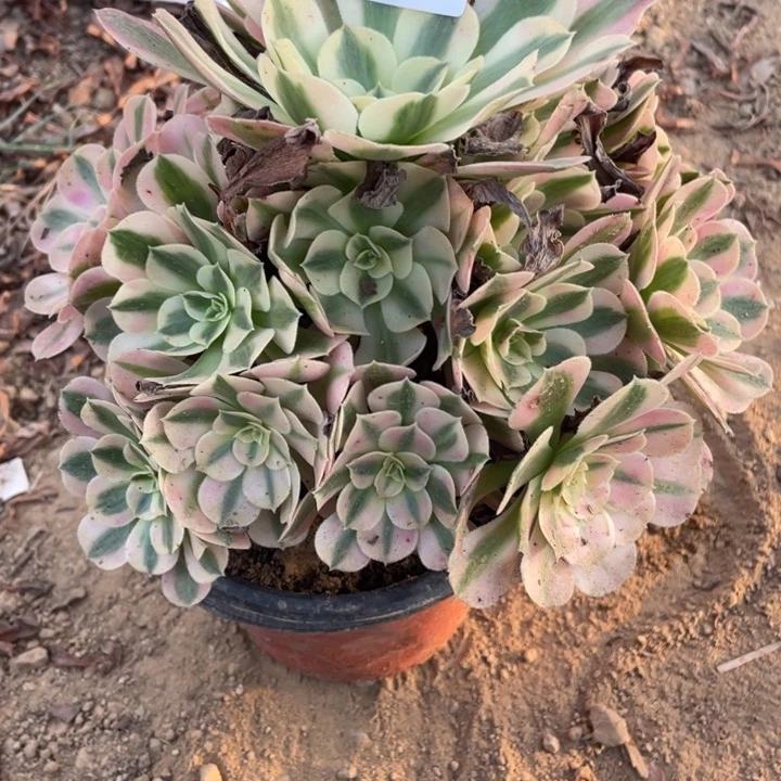 无花朵247多肉植物的女巫