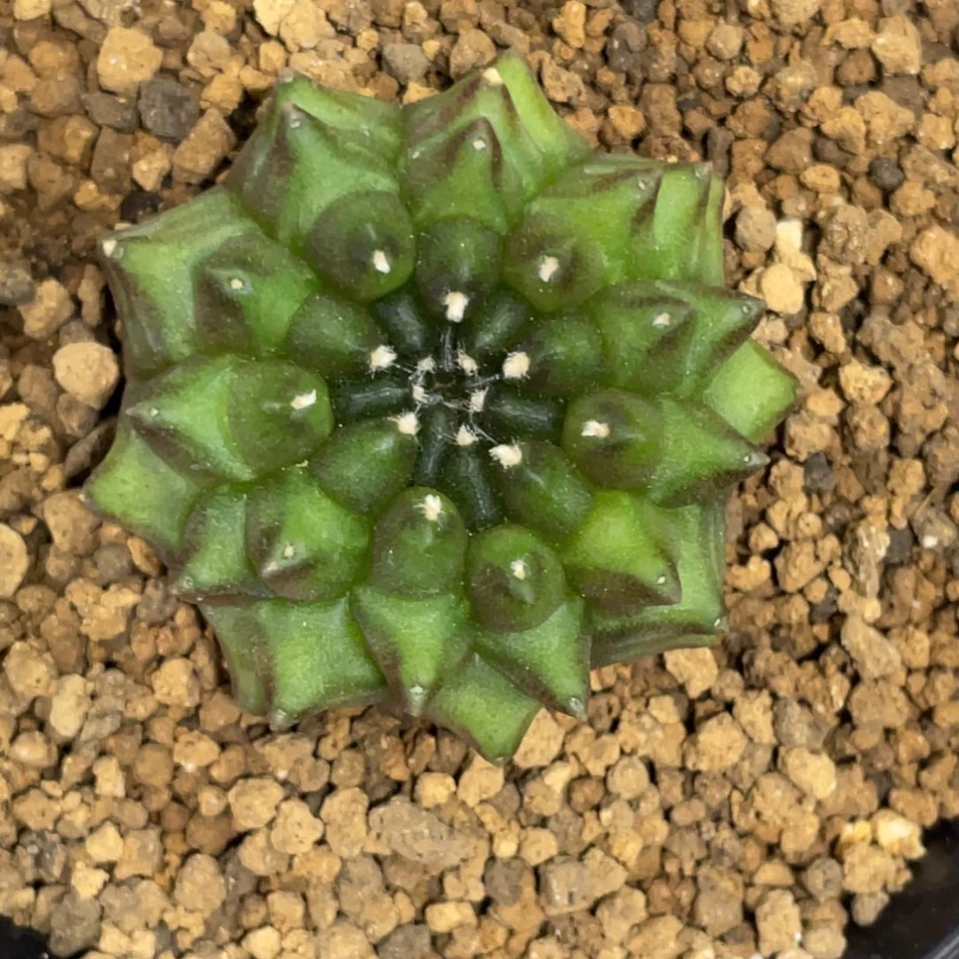 当前无花朵，栽培后可花朵貘缀