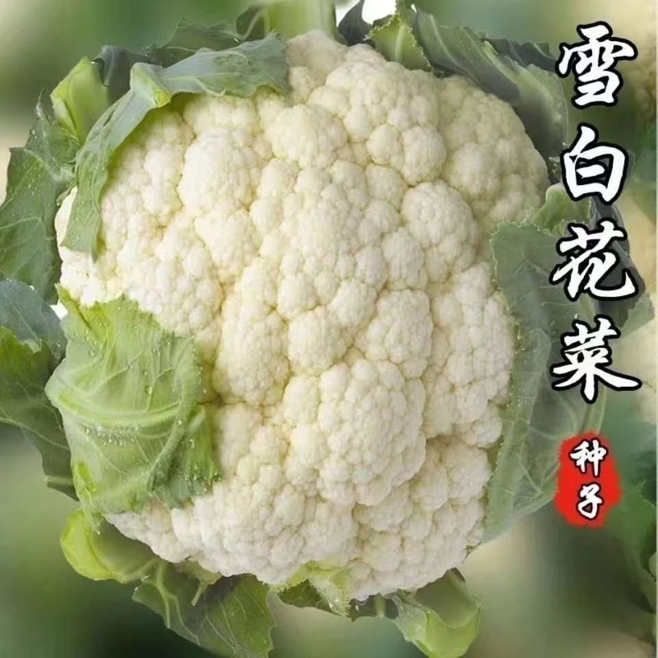 【雪妃花菜种子】有机花菜种子四季播种花椰菜种籽