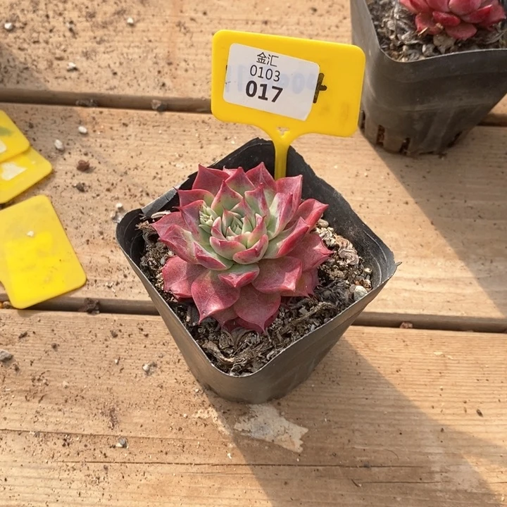 m****e0103017孤品插排