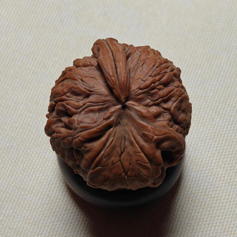 白狮子三棱子刷刷刷