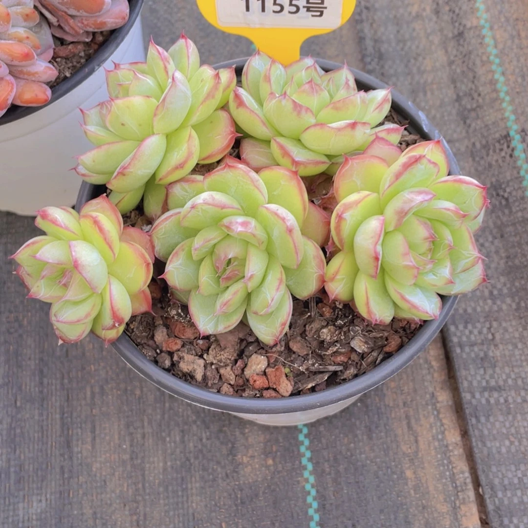 1155号 母本荔枝玫瑰大群