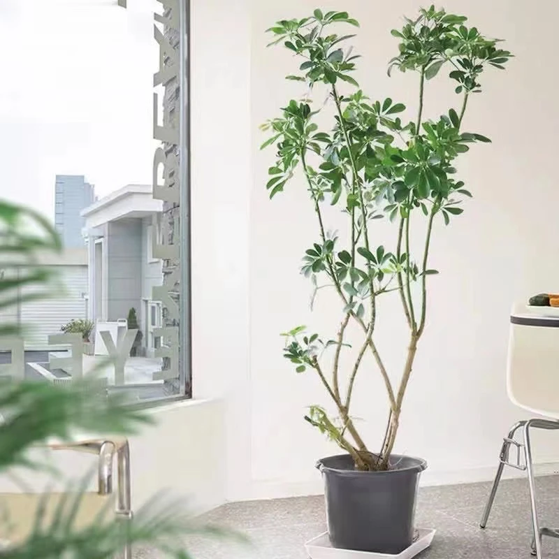 造型鸭掌木植物客厅办公室室内绿植大型老桩