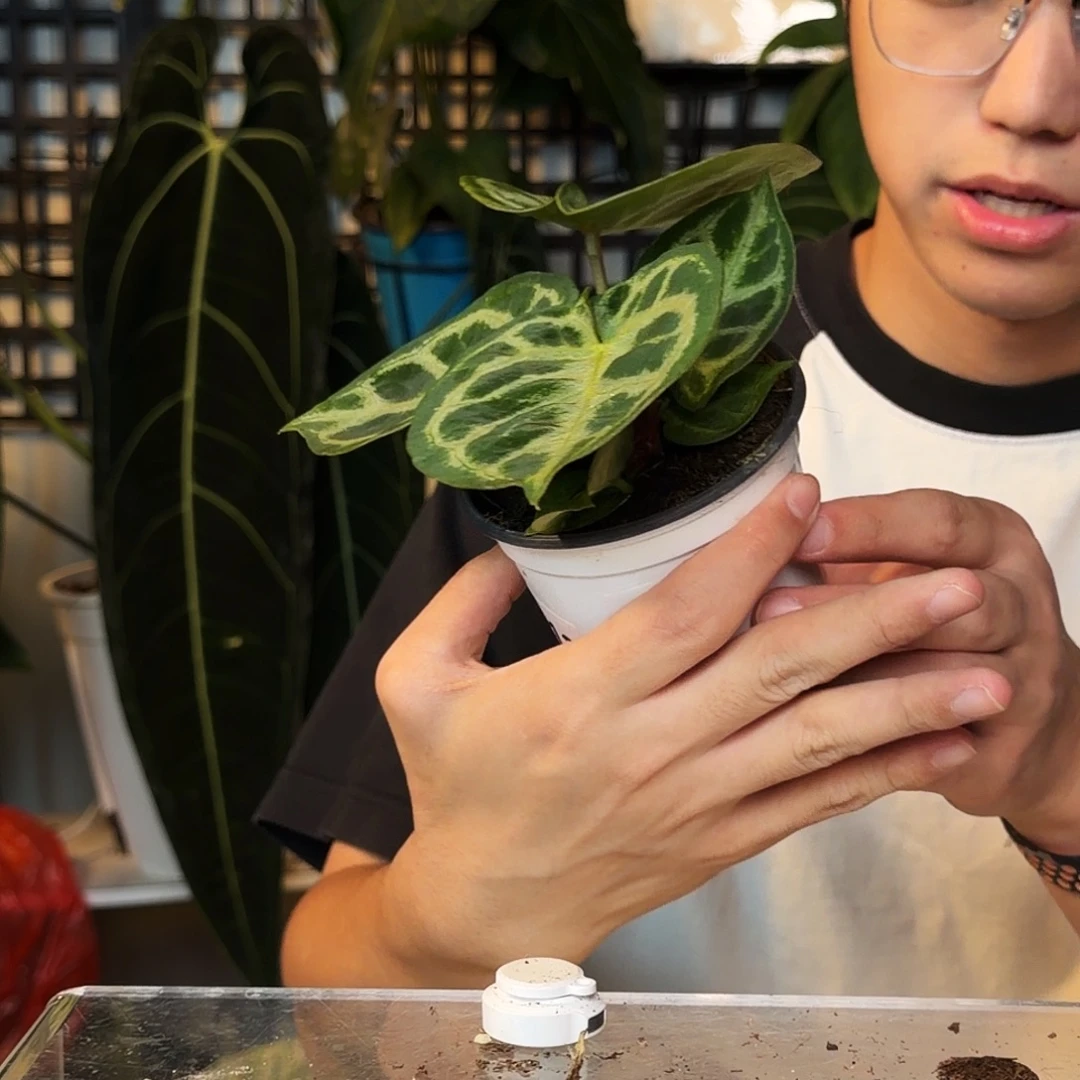 完全开放G60 铜锣烧