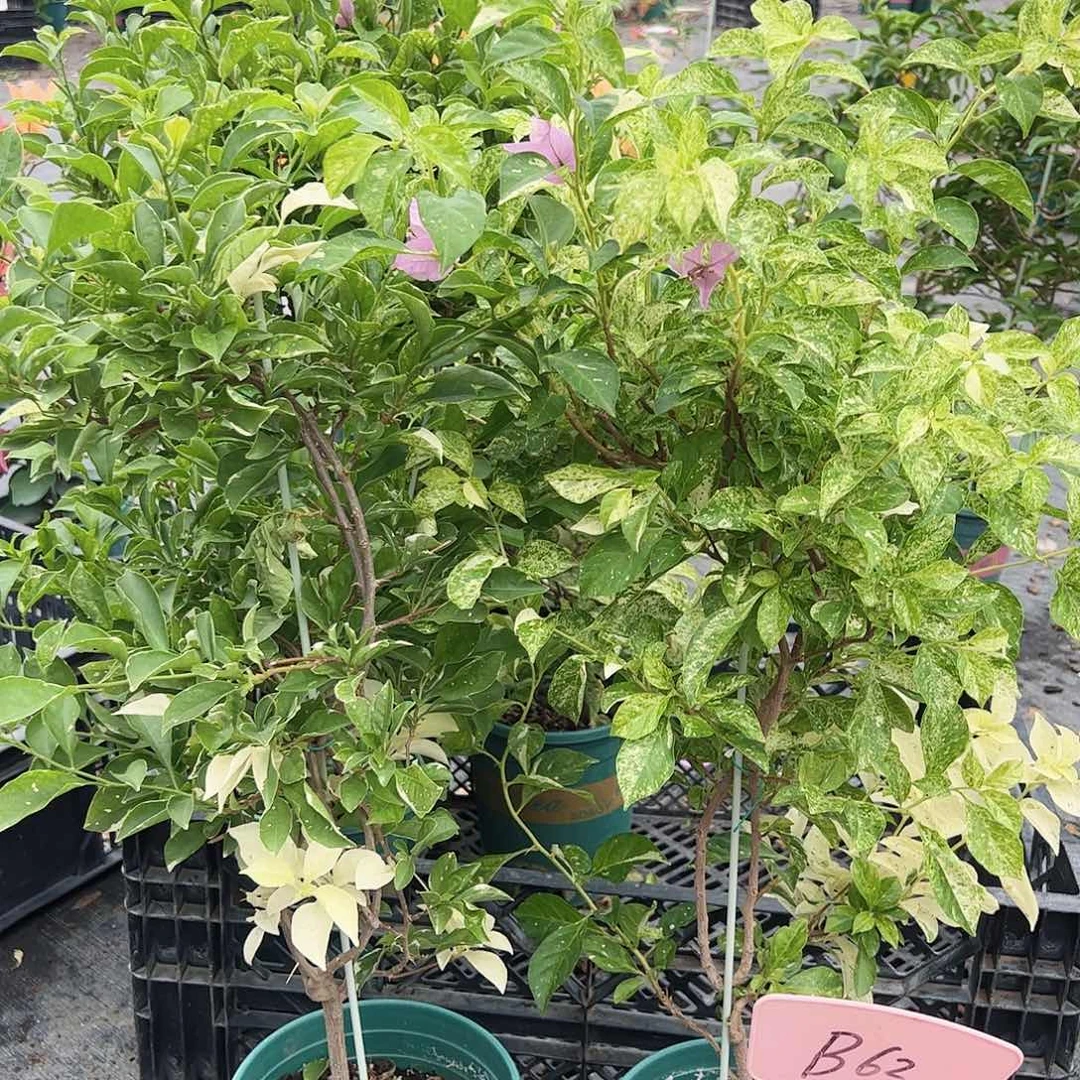 当前无花栽培后可以开花B63英达一颗