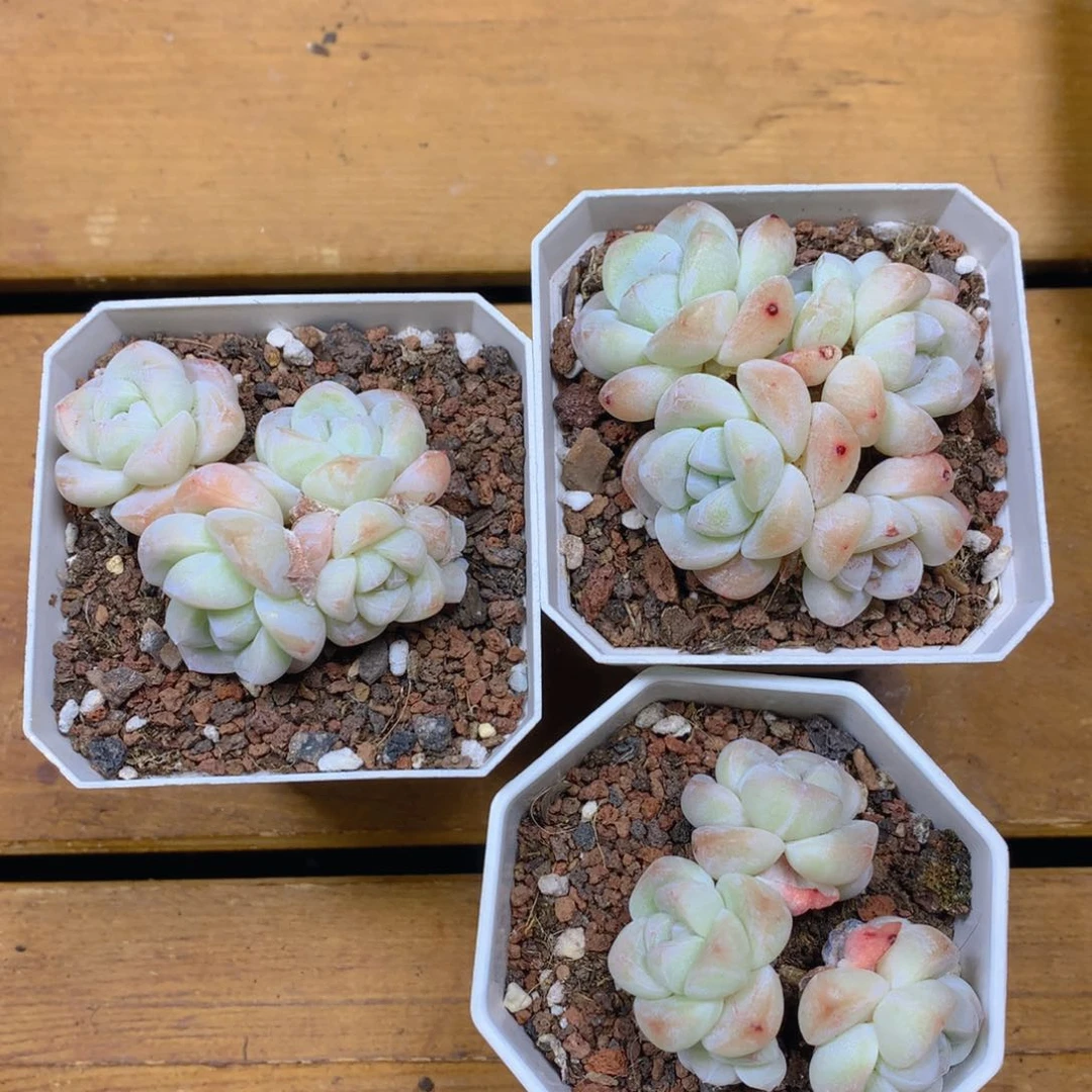 精品冰玉群一物一拍