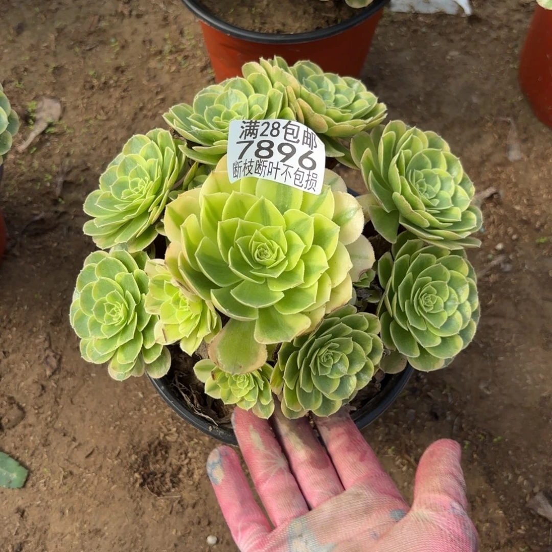 K. 7896奶白多肉1babe